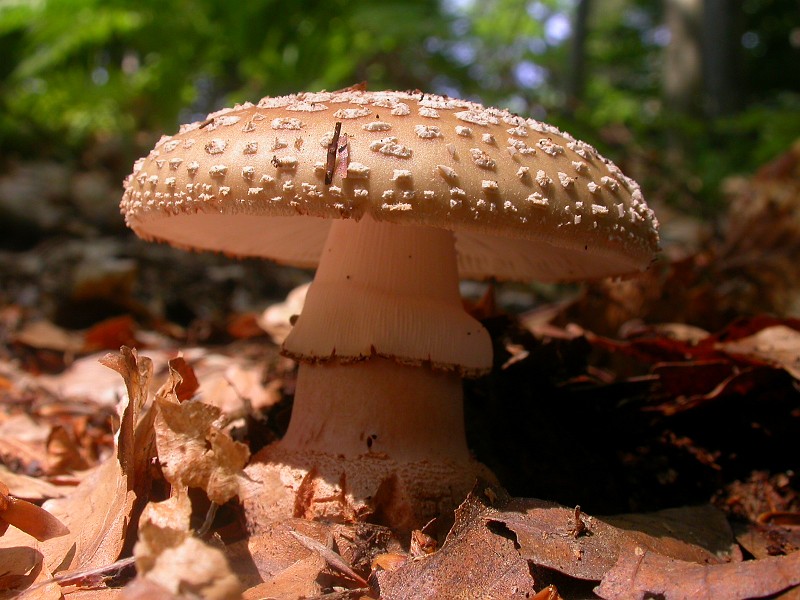 Wild Fungi 4.JPG